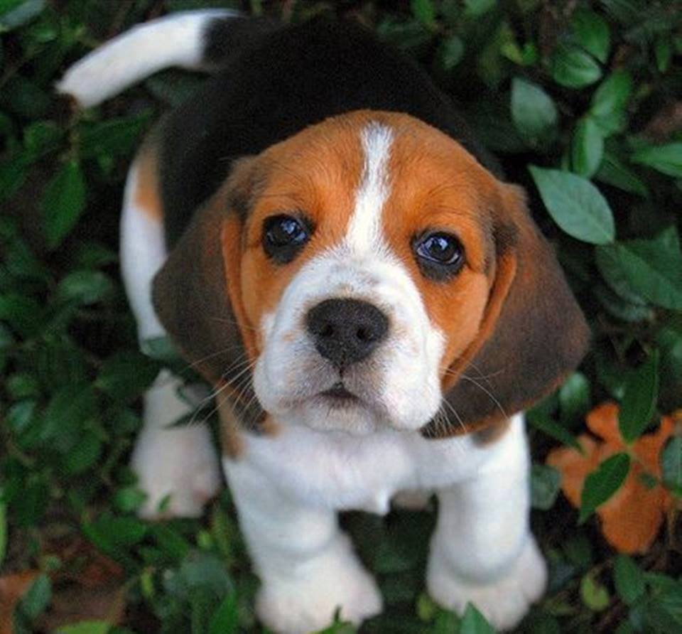 Beagle Puppy Looking Up Picture