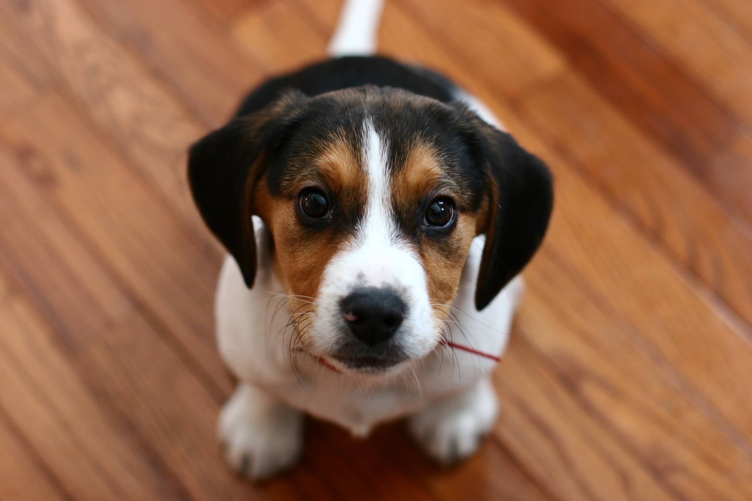 Beagle Puppy Looking Up