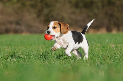 Beagle Puppy Running With Ball In Mouth