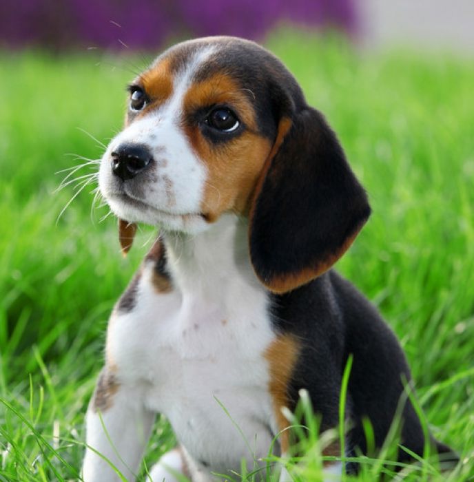 Beagle Puppy Sitting On Grass Picture