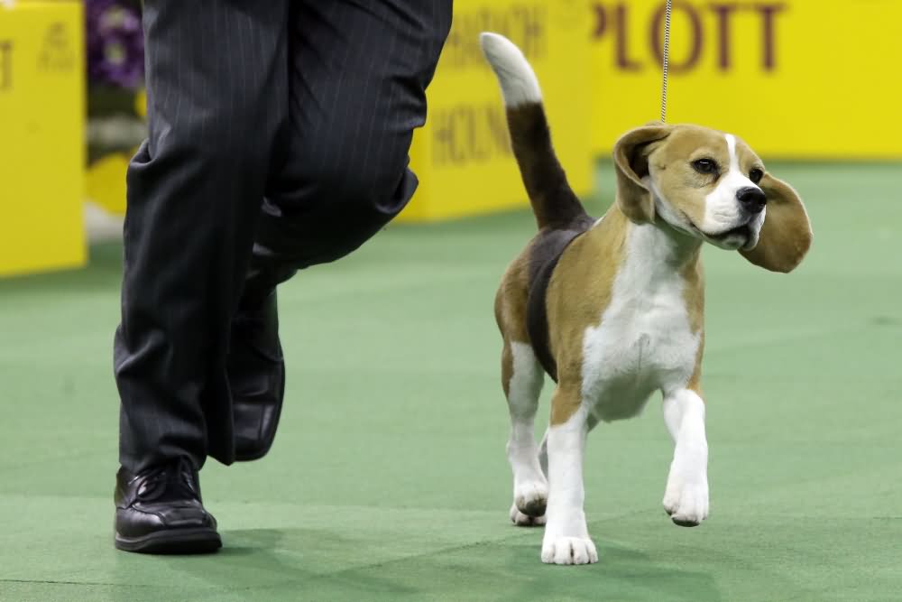 Beagle Running In Dog Show