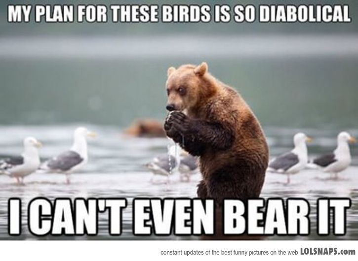 Bear Funny Evil Plan