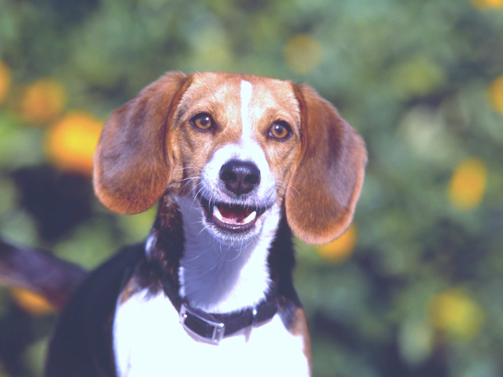 Beautiful Beagle Dog Image