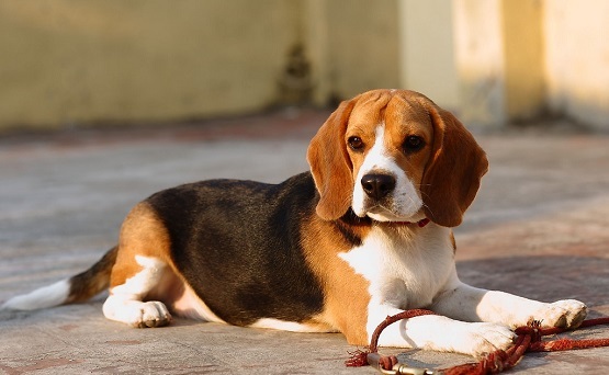 Beautiful Beagle Dog Sitting