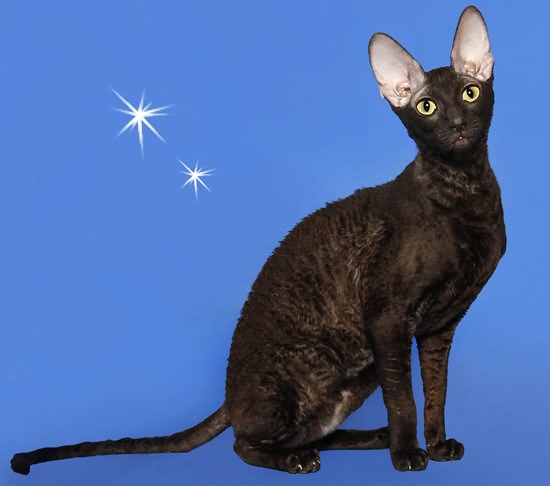 50+ Most Beautiful Black Cornish Rex Cat Pictures And Images