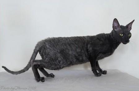 Beautiful Black Cornish Rex Cat