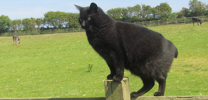Beautiful Black Cymric Cat Picture