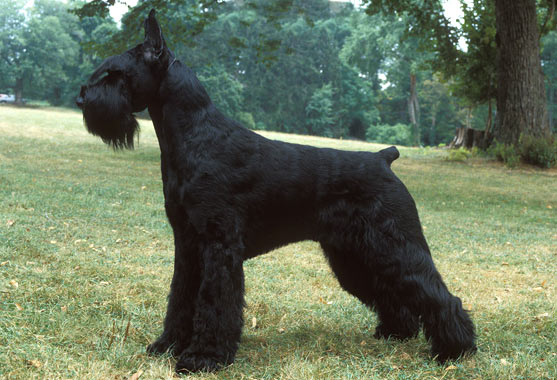 Beautiful Black Giant Schnauzer Dog In Lawn