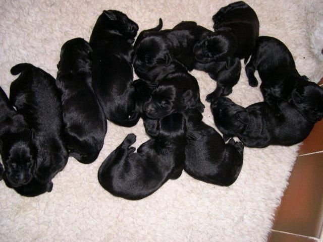 Beautiful Black Giant Schnauzer Puppies