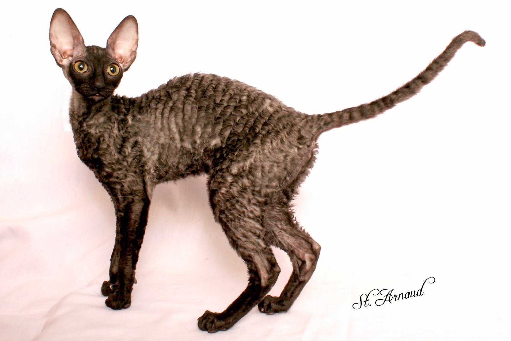 Beautiful Black Less Hair Cornish Rex Cat