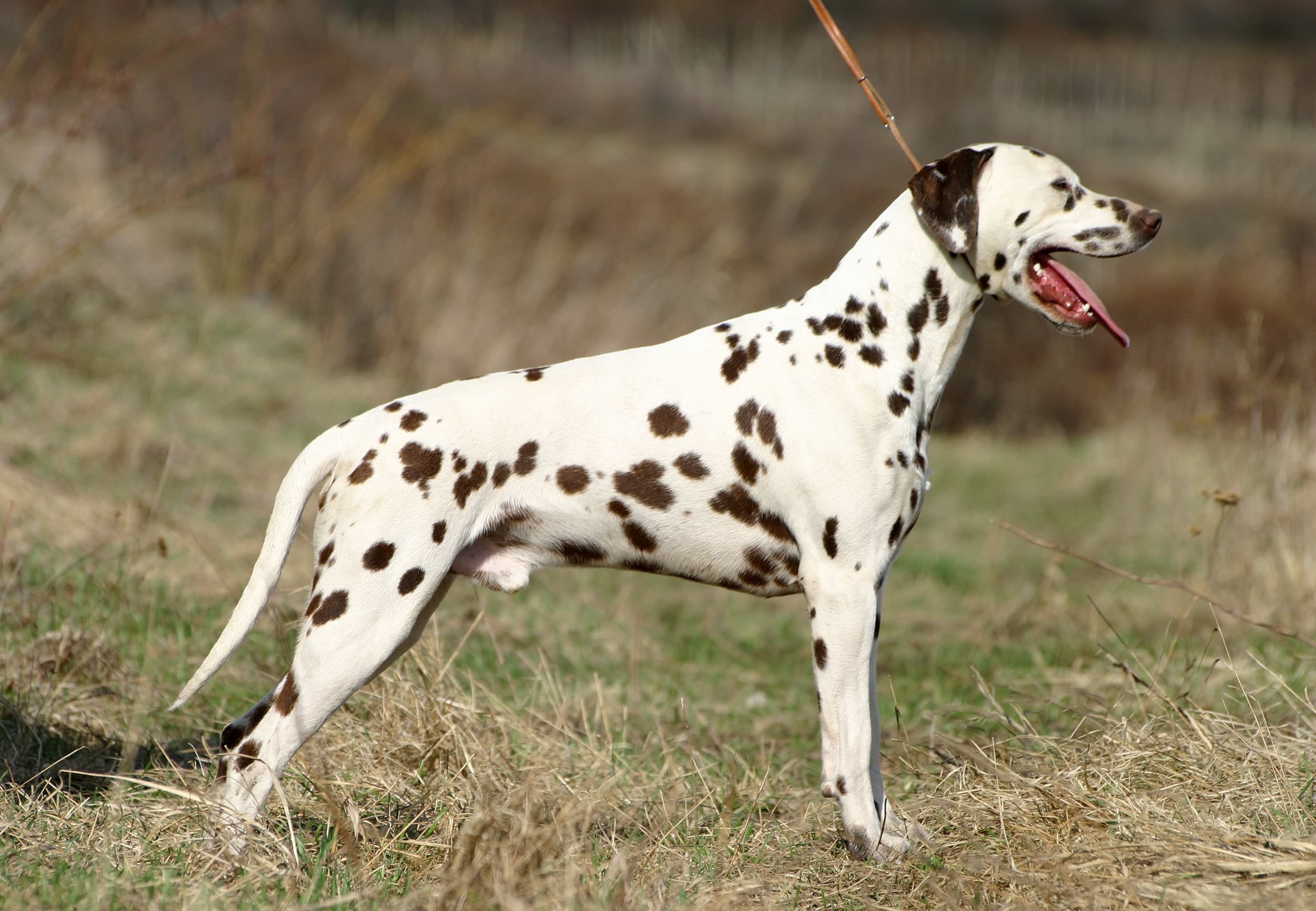 Beautiful Brown Dalmatian Dog