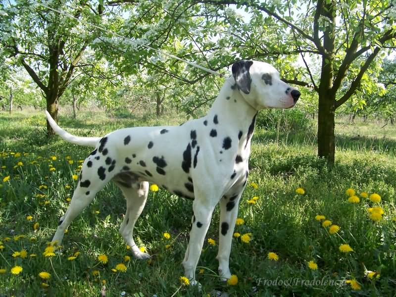Beautiful Dalmatian Dog In Garden