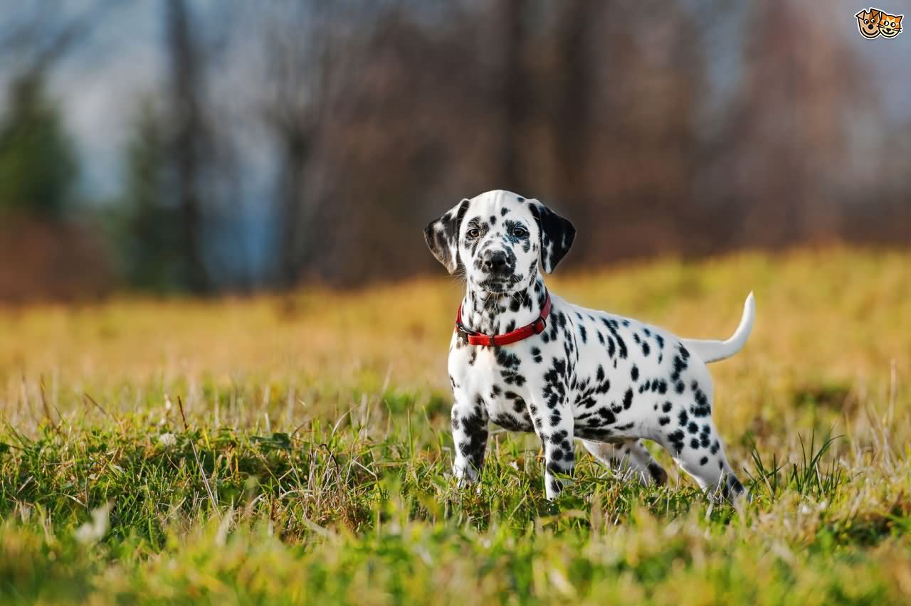 Beautiful Dalmatian Puppy In Fields