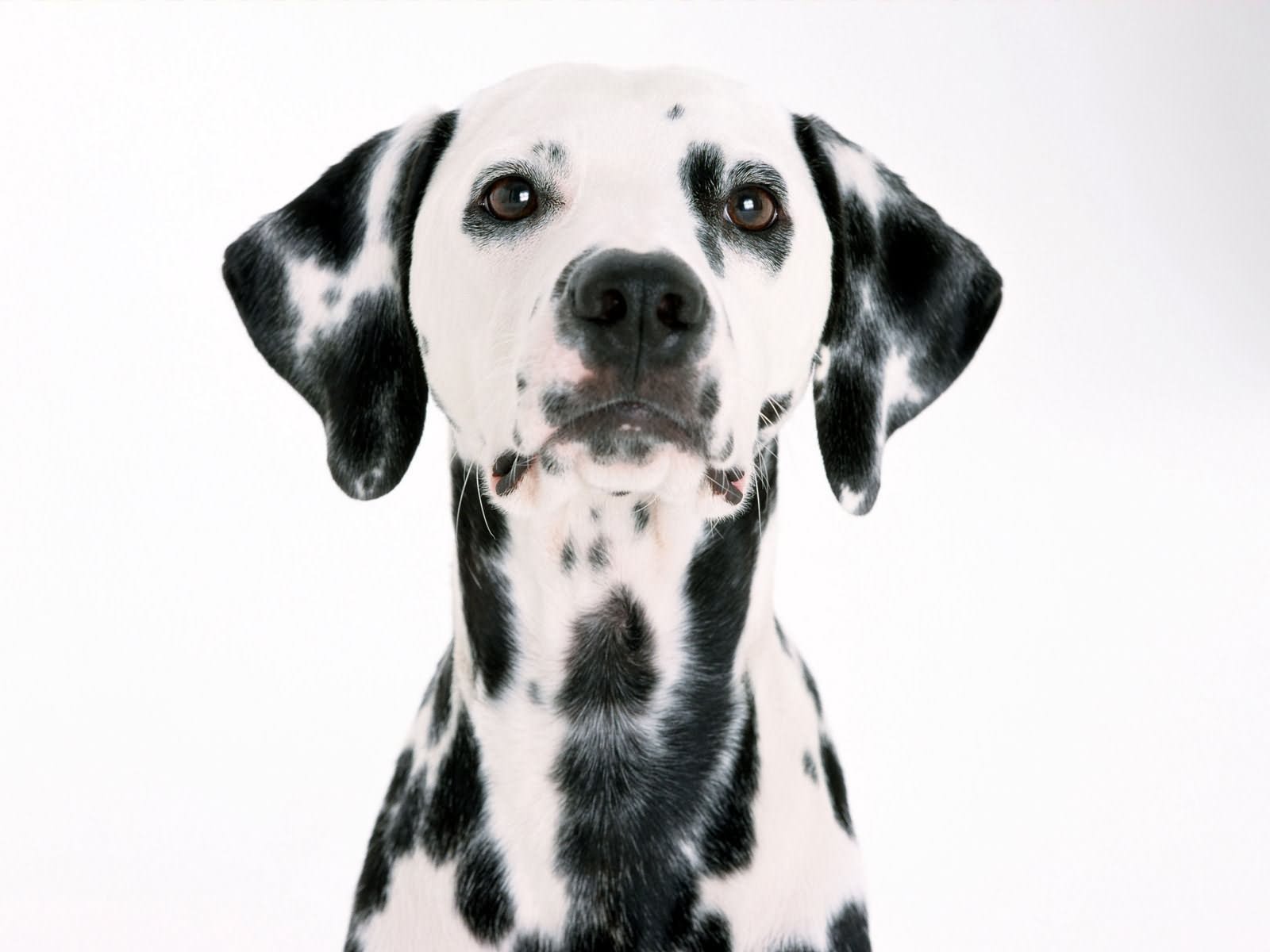 Beautiful Dalmatian Dog Face Picture