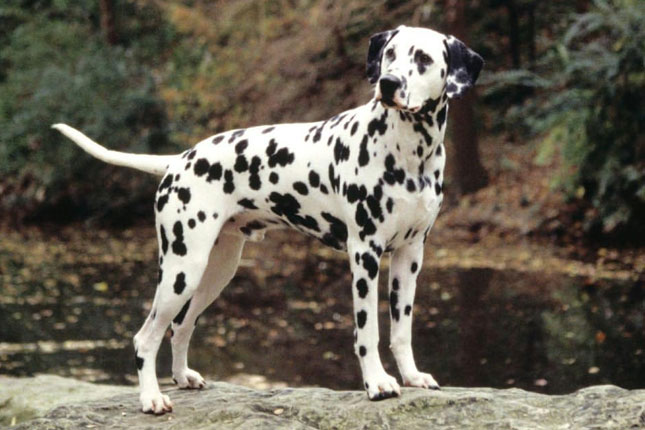 Beautiful Dalmatian Dog Standing On Rock