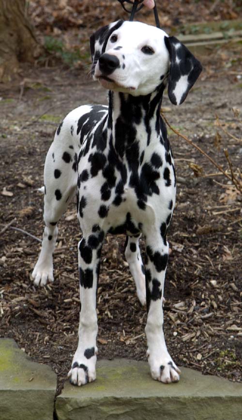 Beautiful Dalmatian Dog
