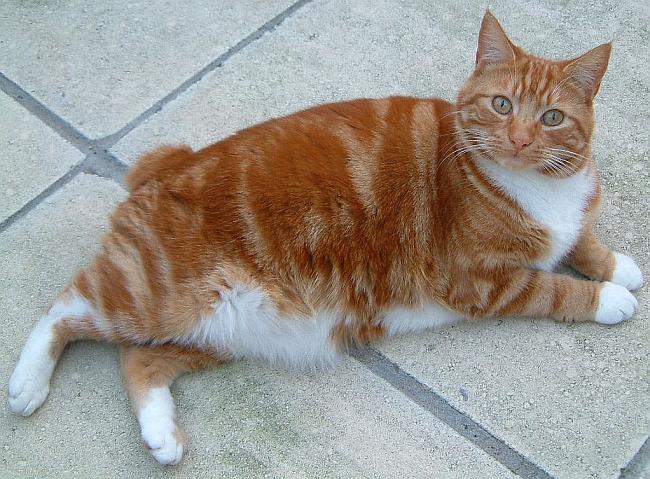 Beautiful Fluffy Orange Cymric Cat Sitting