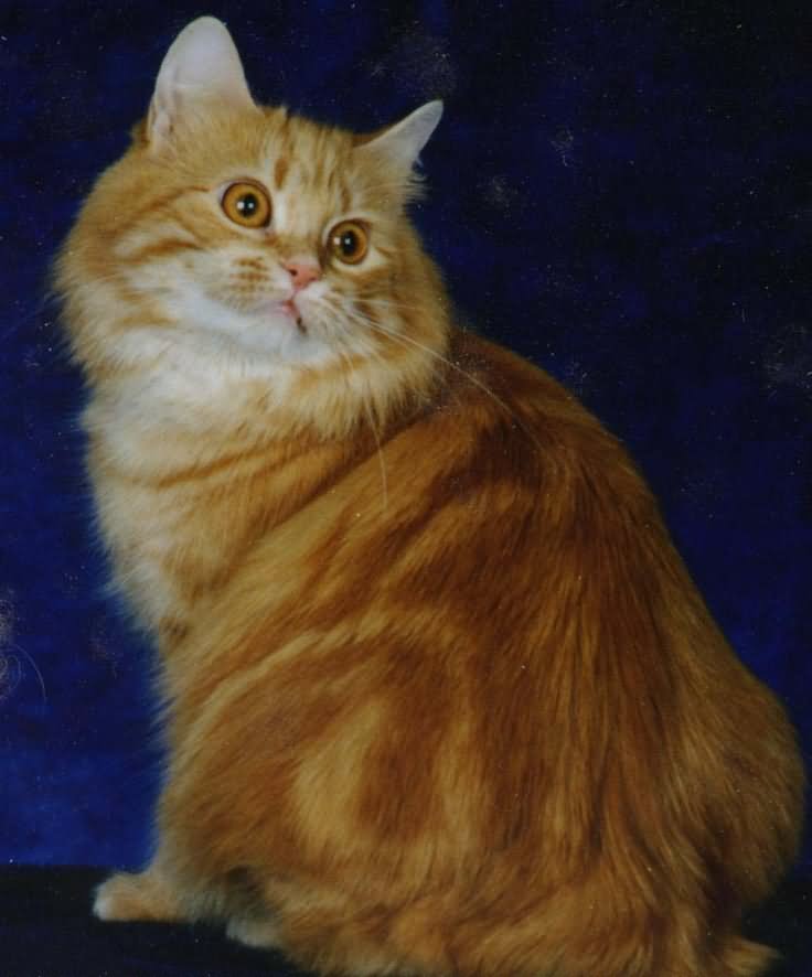 Beautiful Orange Cymric Cat Sitting