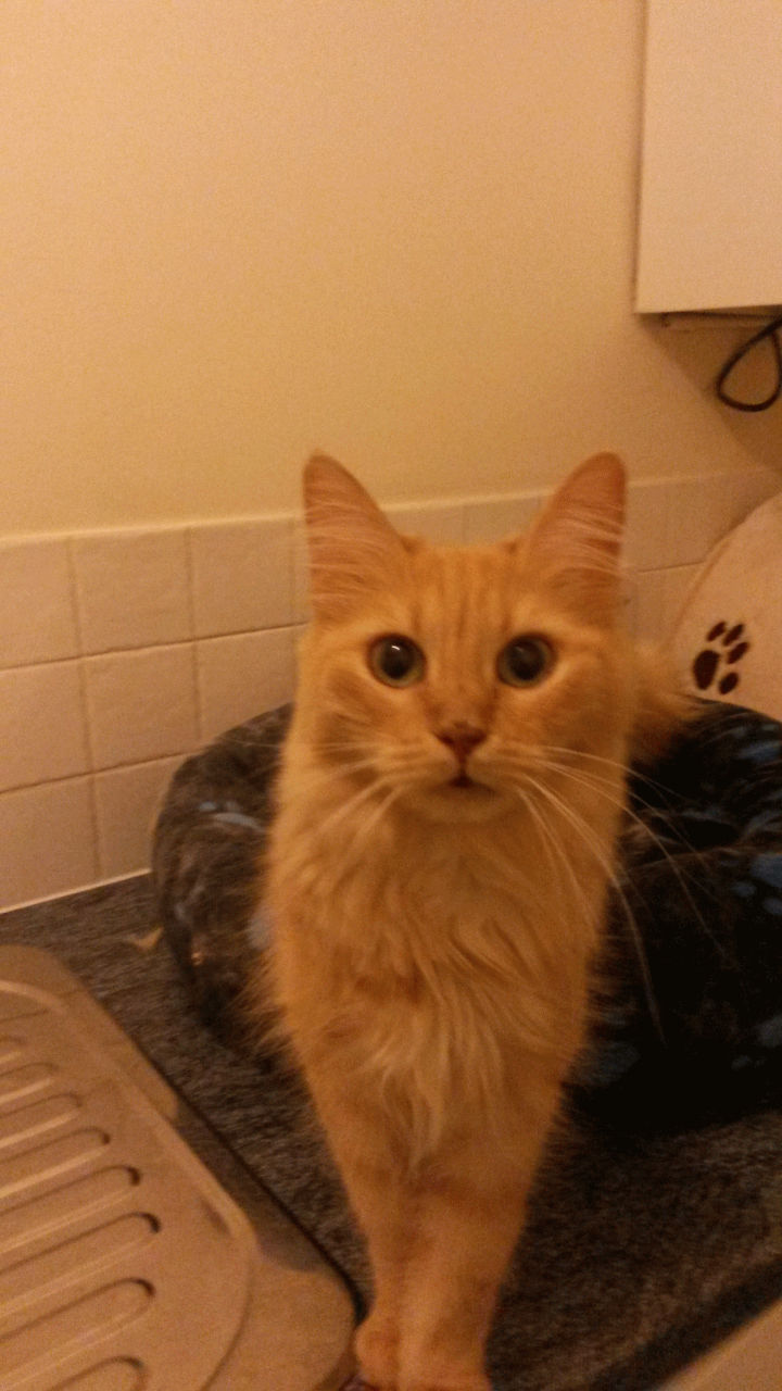 Beautiful Orange Turkish Angora Cat