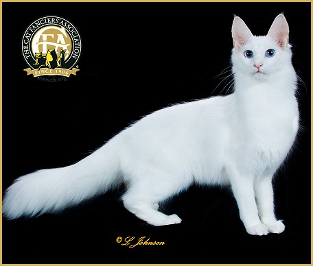 Beautiful Pure White Turkish Angora Cat