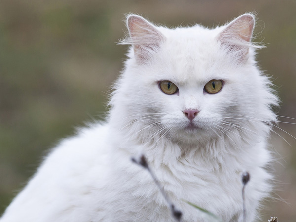 Beautiful Turkish Angora Cat