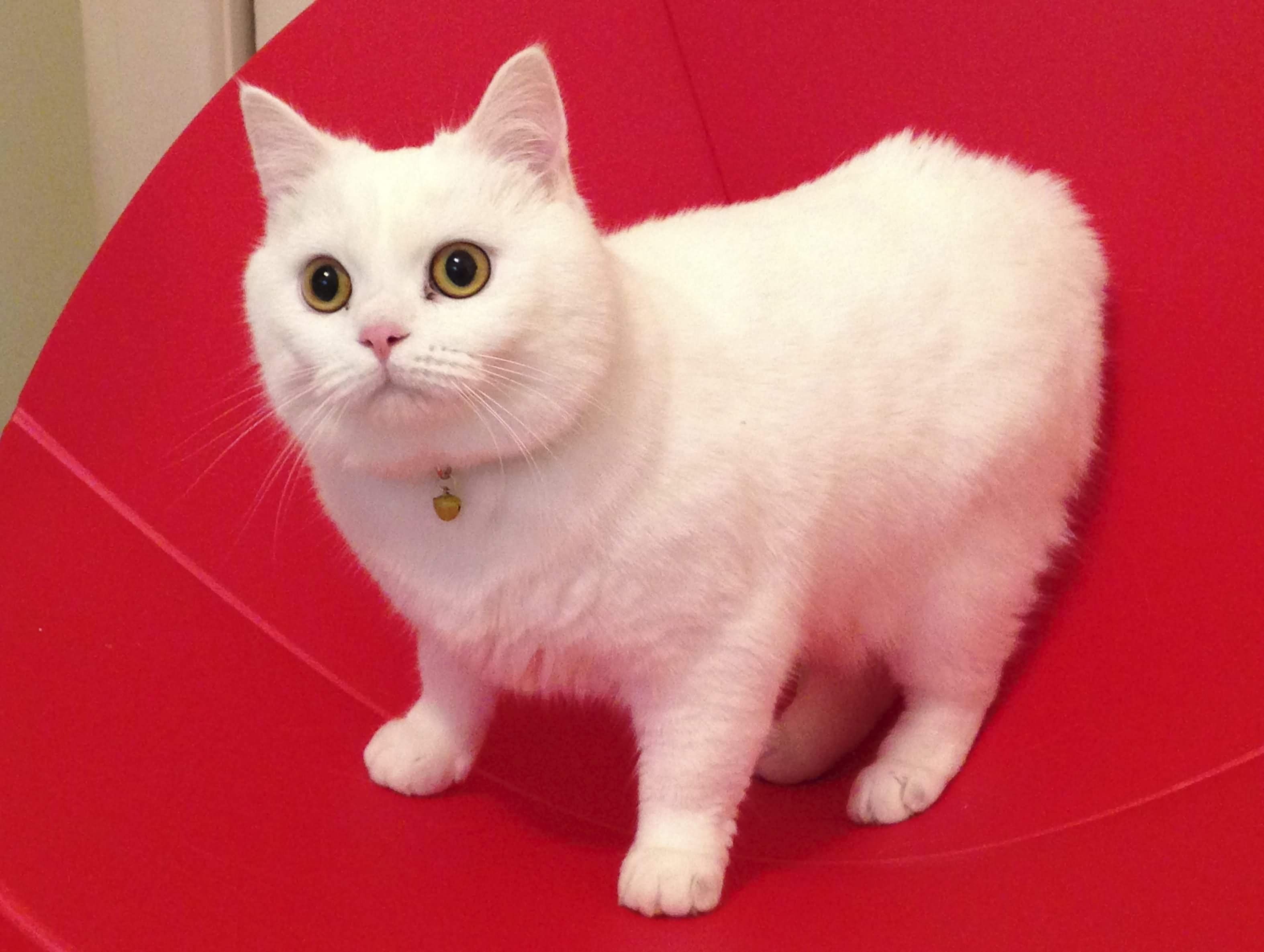 Beautiful White Cymric Cat Looking At Camera