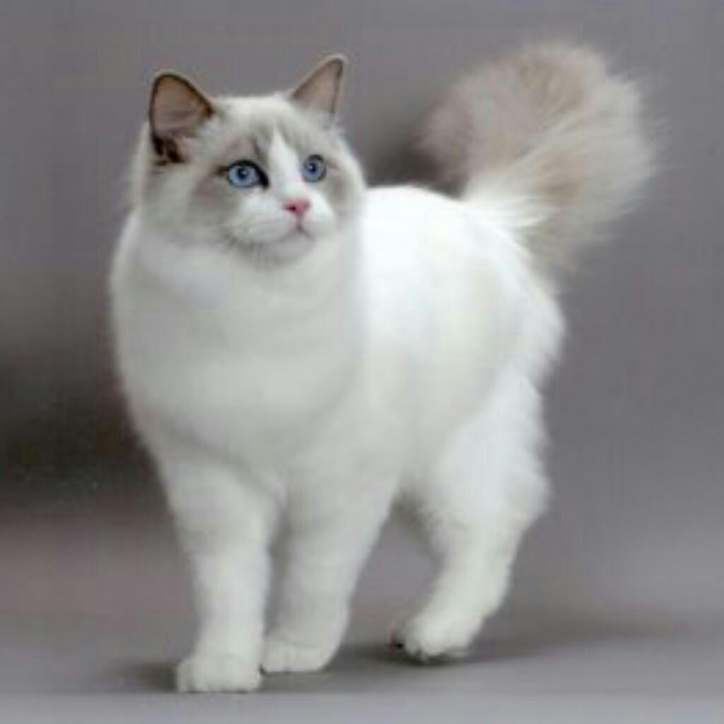 Beautiful White Cymric Cat