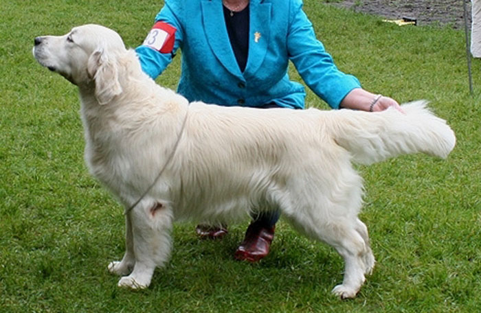 Beautiful White Golden Retriever Dog