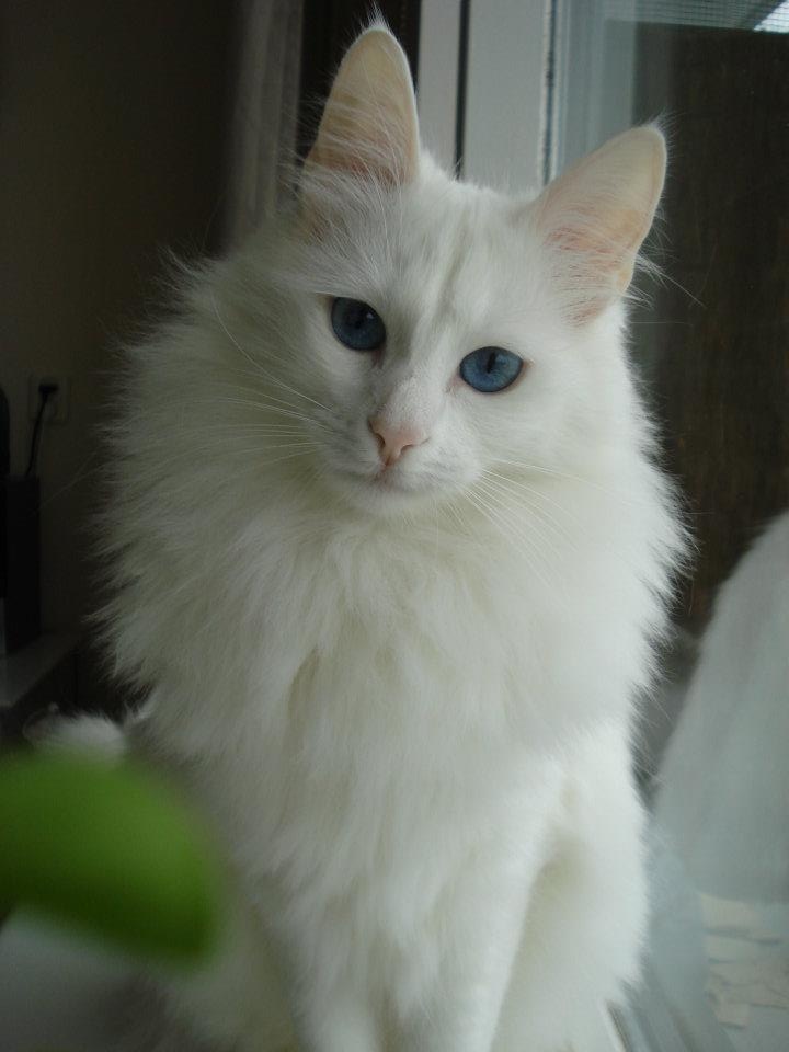 40 Most Adorable Turkish Angora Cat Pictures And Images