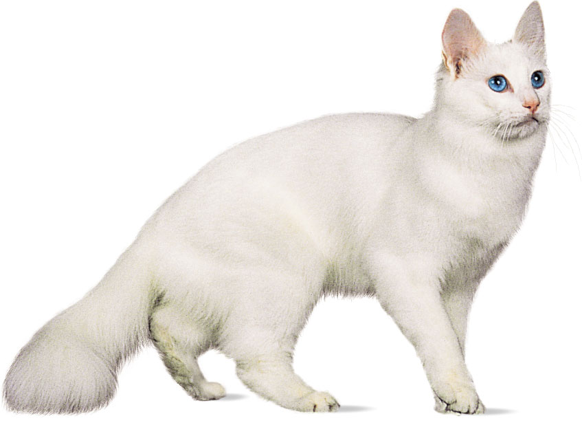 Beautiful White Turkish Angora Cat With Blue Eyes