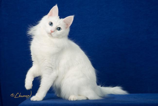 Beautiful White Turkish Angora Cat