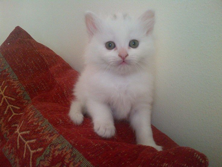 Beautiful White Turkish Angora Kitten