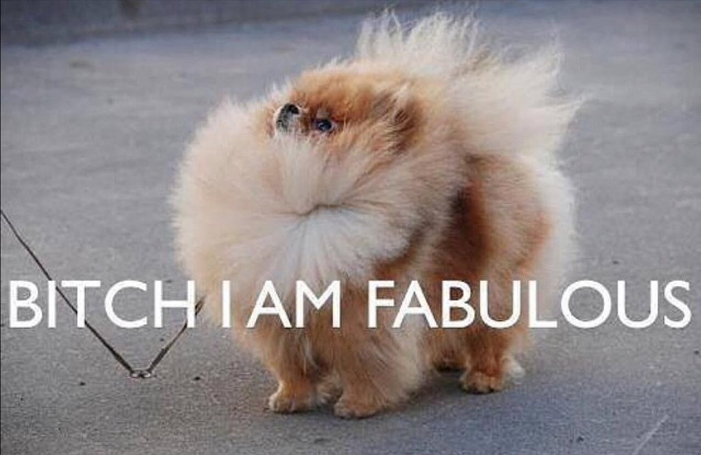 Bitch I Am Fabulous Funny Fluffy Puppy Image
