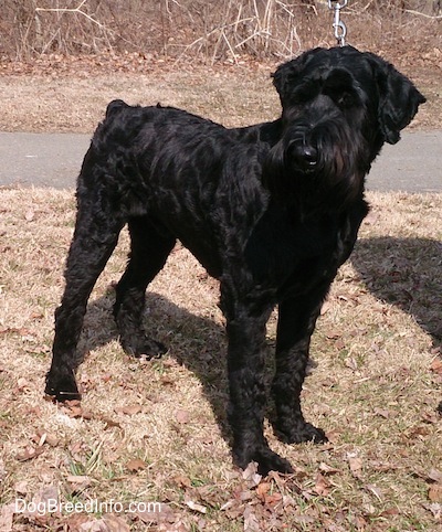 Black Adult Giant Schnauzer Dog
