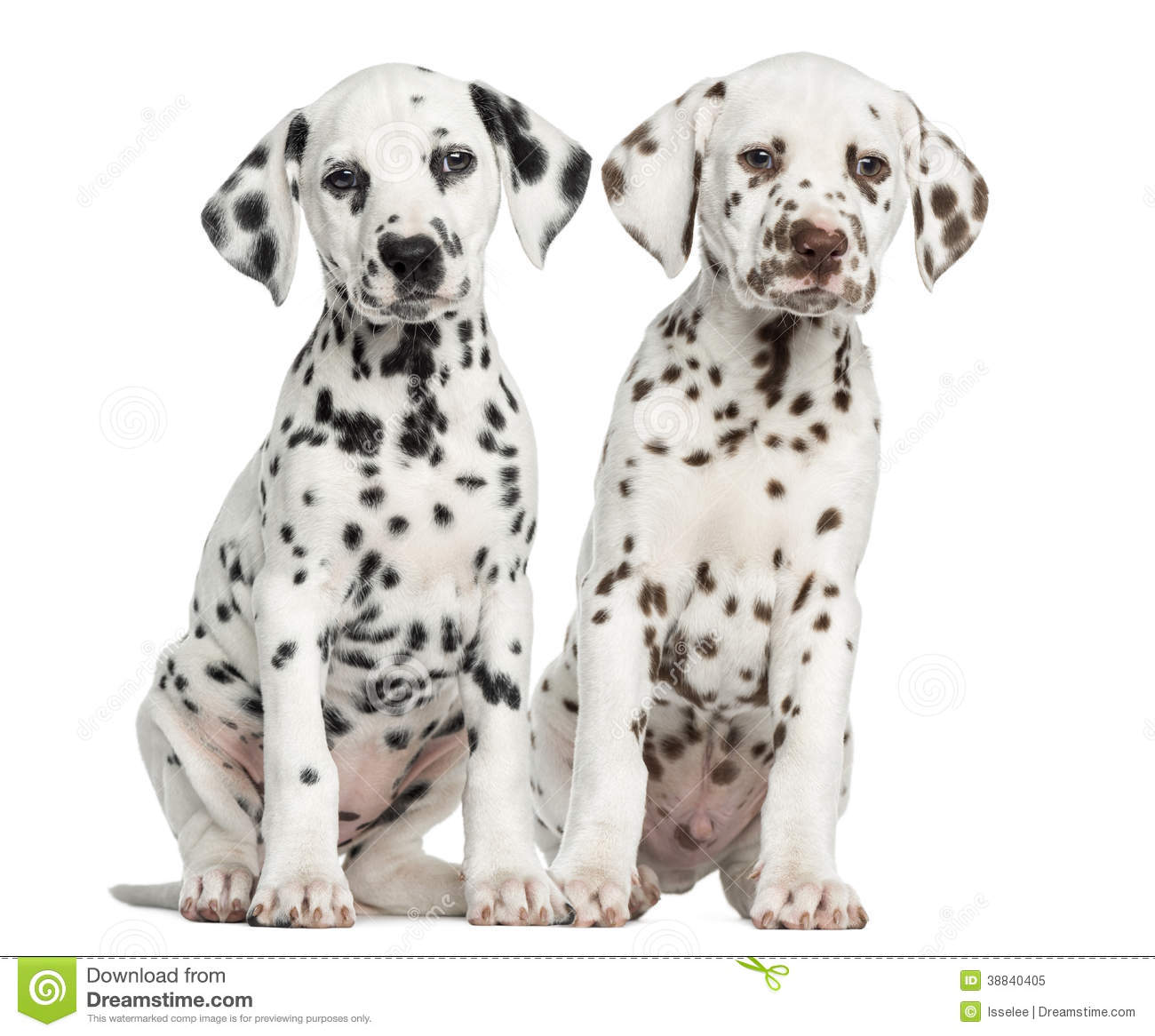 Black And Brown Dalmatian Puppies