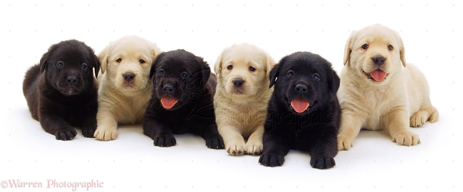Black And Golden Retriever Puppies Sitting
