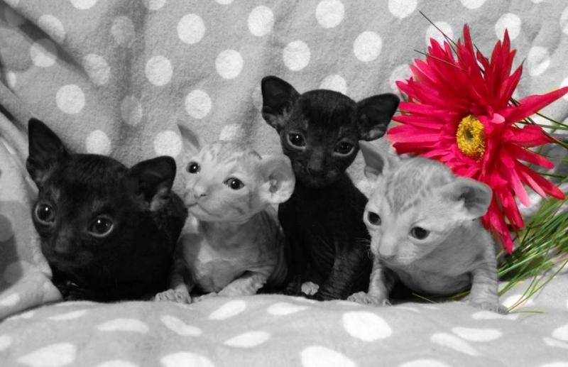 Black And Grey Cornish Rex Kittens