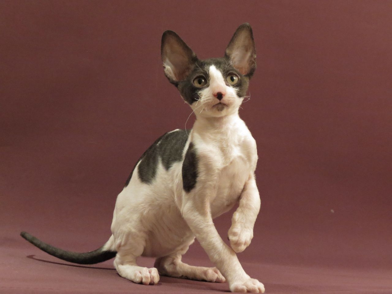 50 Very Cute Cornish Rex Kitten Pictures And Photos
