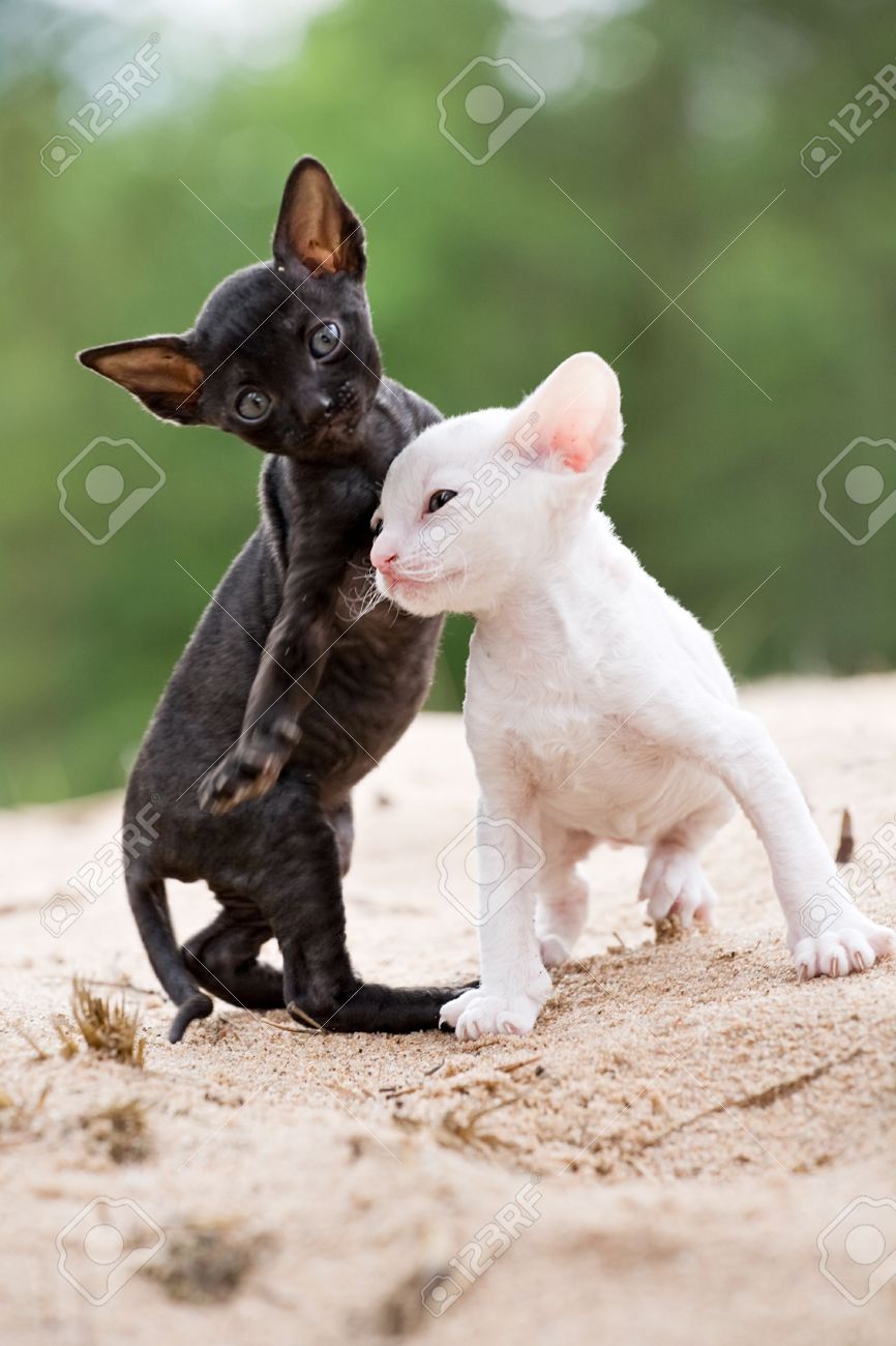 Black And White Cornish Rex Kittens Playing