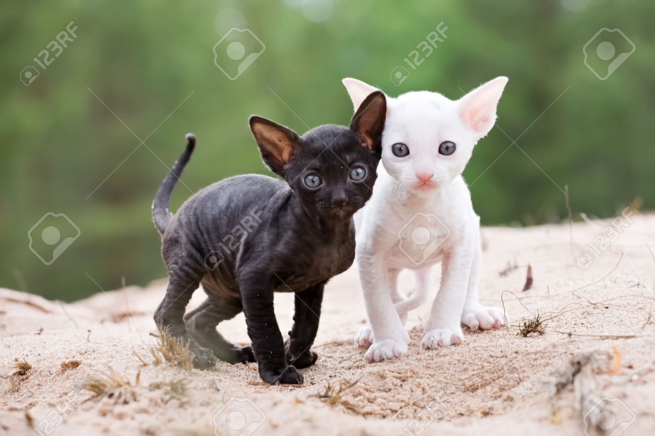 Black And White Cornish Rex Kittens