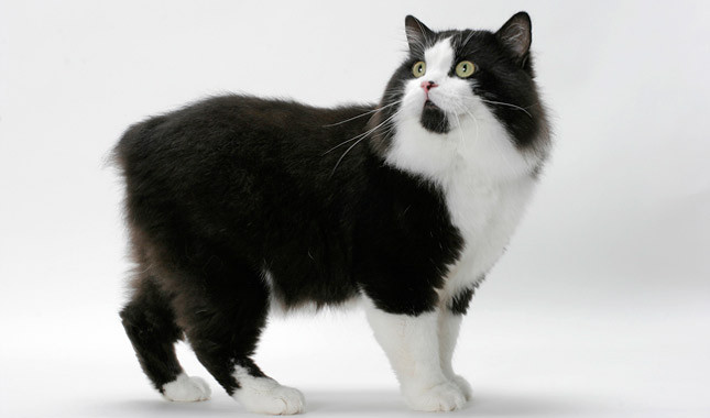 Black And White Cymric Cat Picture