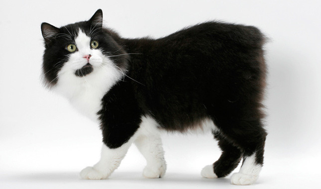 Black And White Cymric Cat Without Tail