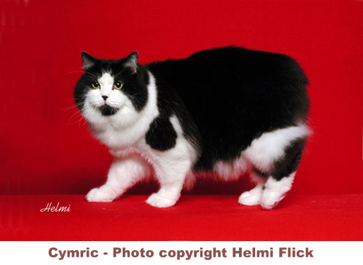 Black And White Fluffy Cymric Cat