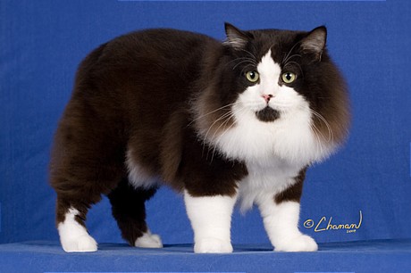 Black And White Long Hairy Cymric Cat