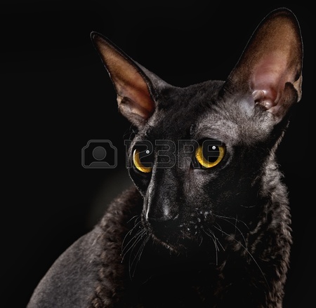 Black Cornish Rex Cat Face Closeup Picture