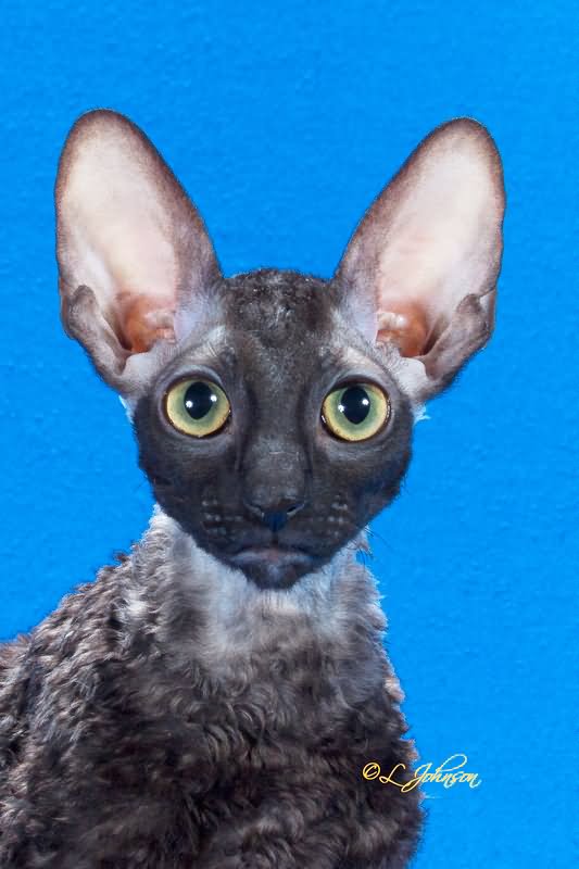Black Cornish Rex Cat Face Closeup With Big Ears