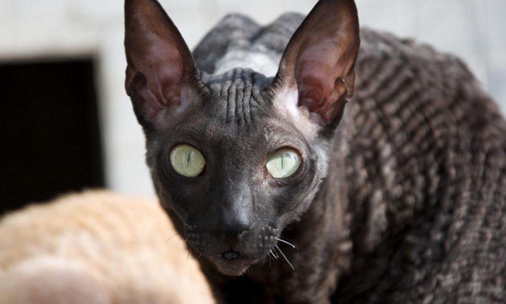 Black Cornish Rex Cat Face Picture