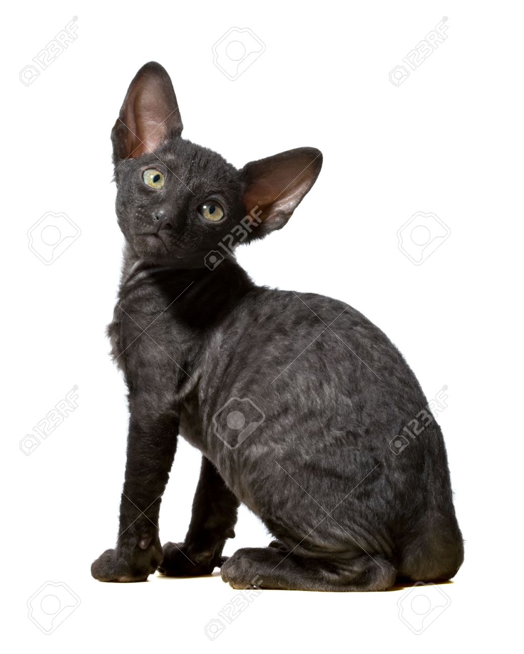 Black Cornish Rex Cat Sitting Image