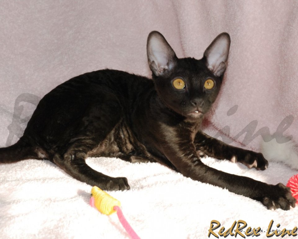 Black Cornish Rex Cat Sitting On Bed
