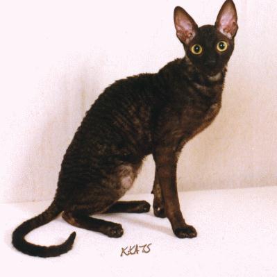 Black Cornish Rex Cat Sitting Picture